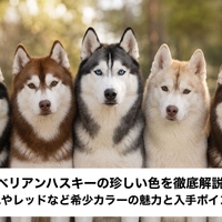 画像446