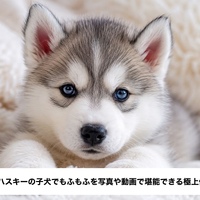 画像448