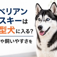 画像455