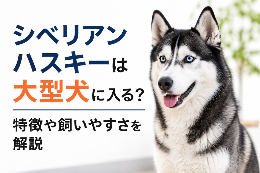 画像455