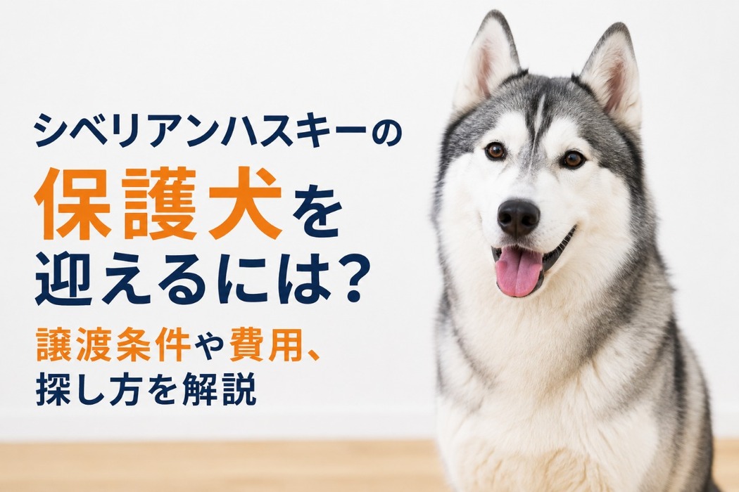 画像459