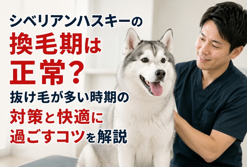 画像489：シベリアンハスキーの換毛期は正常？抜け毛が多い時期の対策と快適に過ごすコツを解説