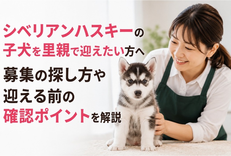 画像503：シベリアンハスキーの子犬を里親で迎えたい方へ｜募集の探し方や迎える前の確認ポイントを解説