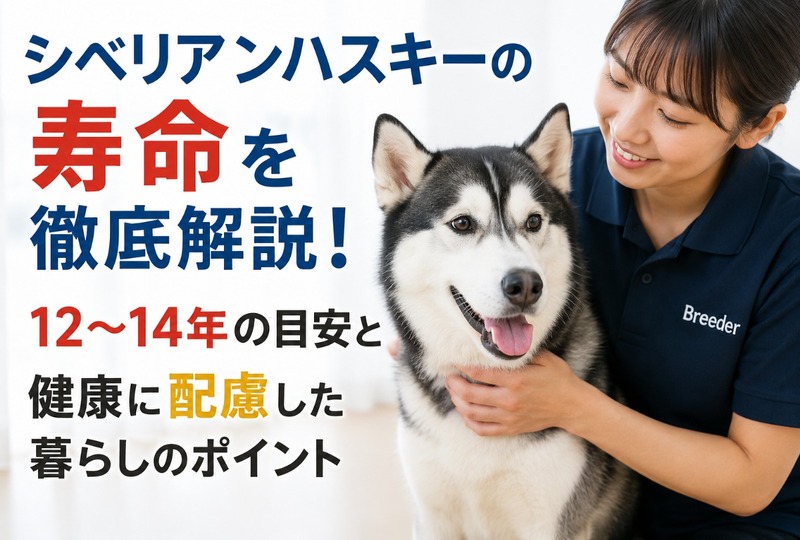 画像517：シベリアンハスキーの寿命を徹底解説！12〜14年の目安と健康に配慮した暮らしのポイント