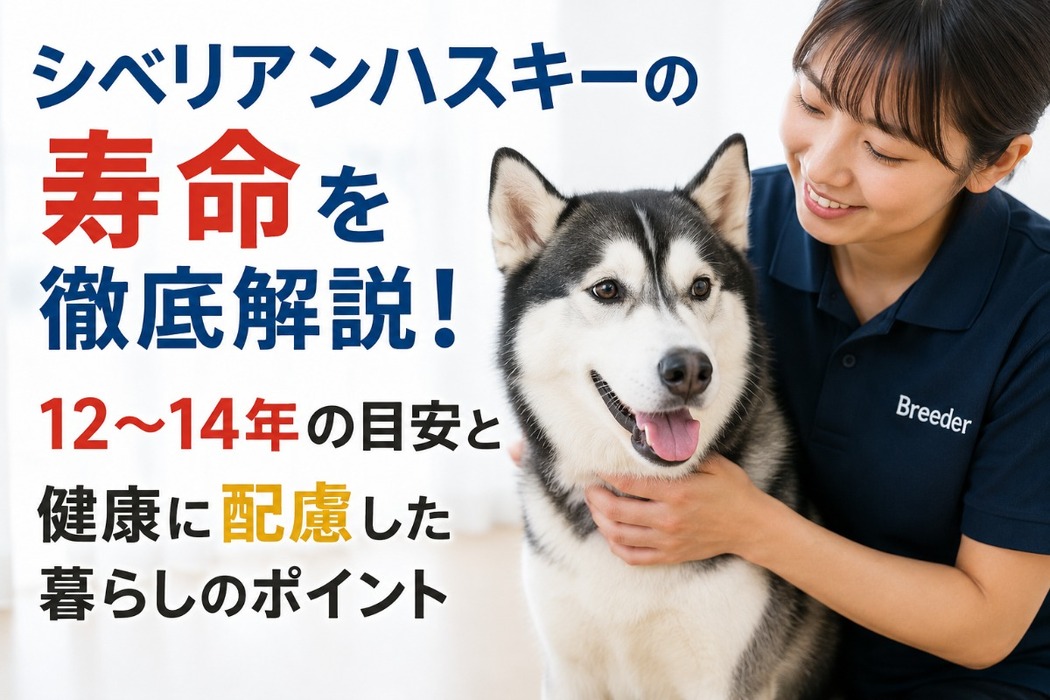 画像517