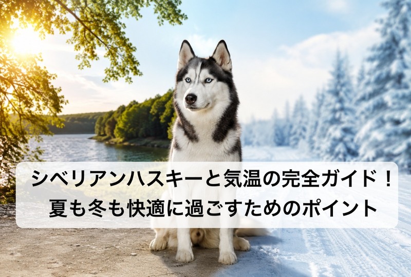 画像533：シベリアンハスキーと気温の完全ガイド！夏も冬も快適に過ごすためのポイント