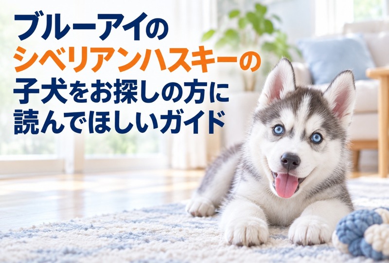 画像664：ブルーアイのシベリアンハスキーの子犬をお探しの方に読んでほしいガイド