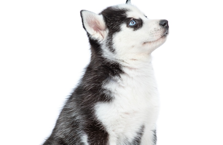 シベリアンハスキーの子犬をご見学いただけます | ハスキーのブリーダーならPASS SIDE JP